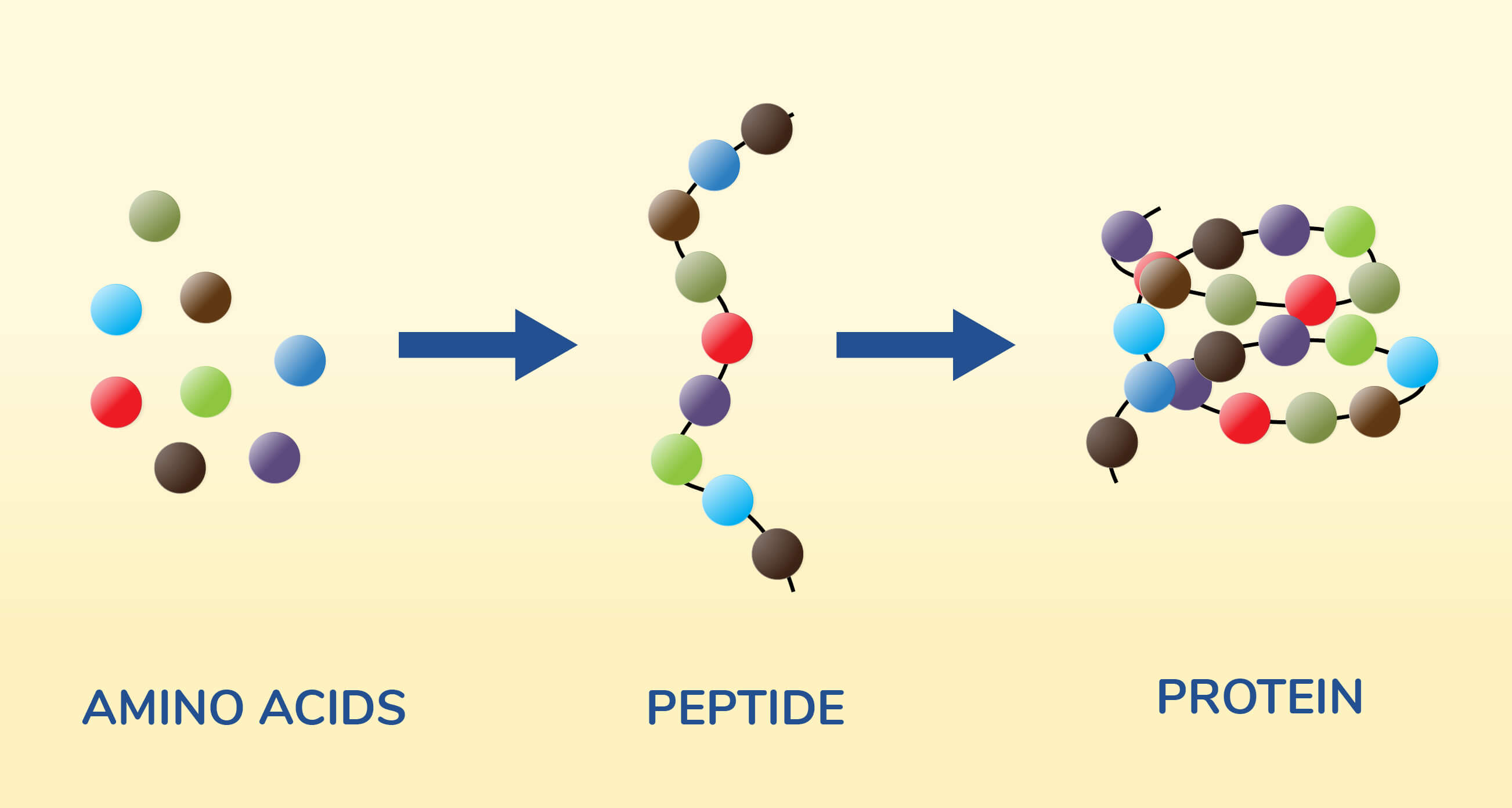 Infographic on amino acids and peptides