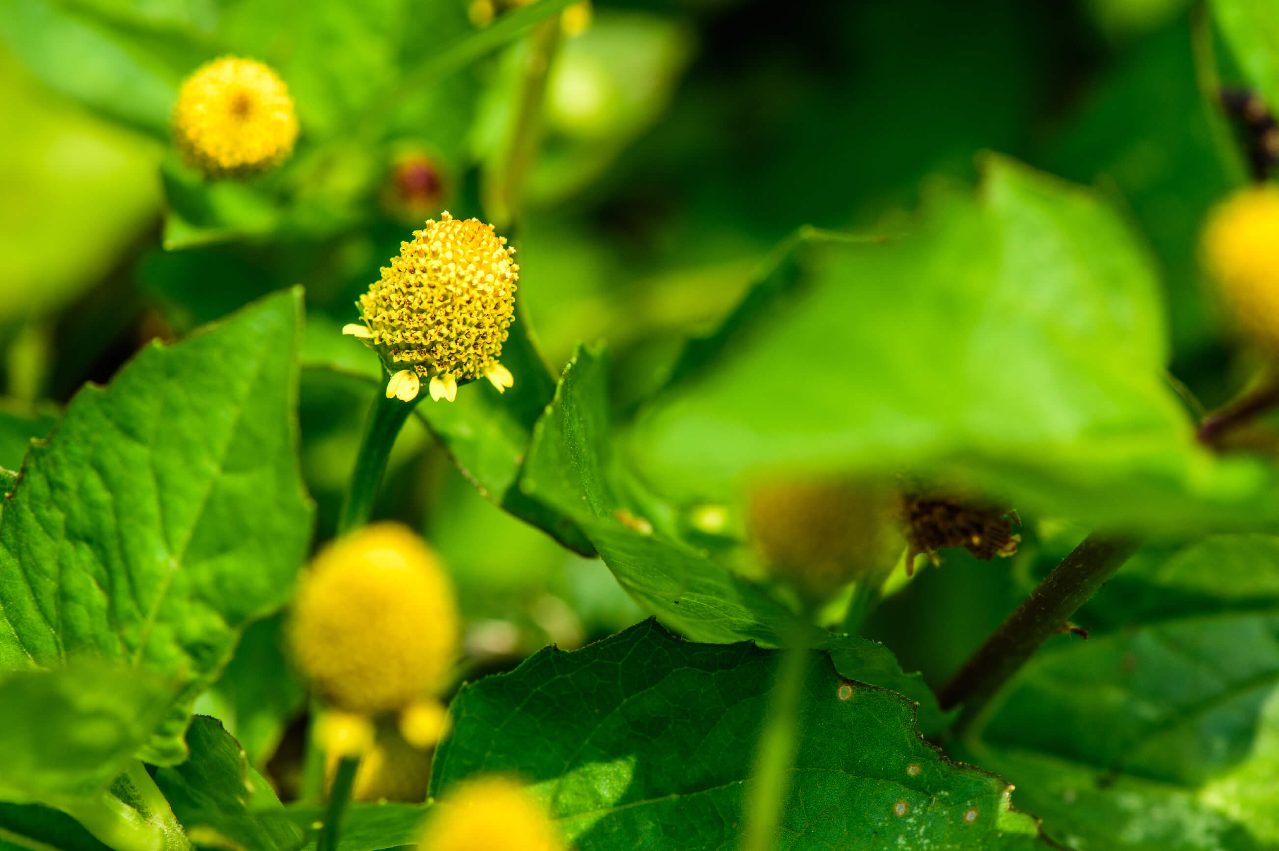 Spilanthes Acmella flower