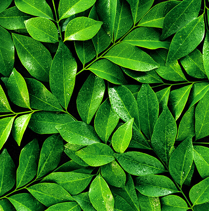 leaves background